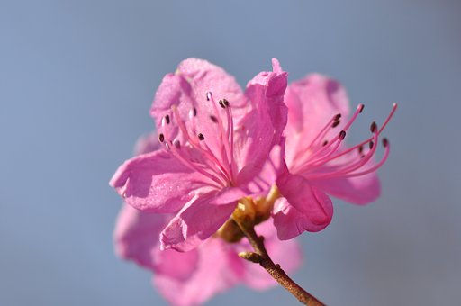 ゲンカイツツジ