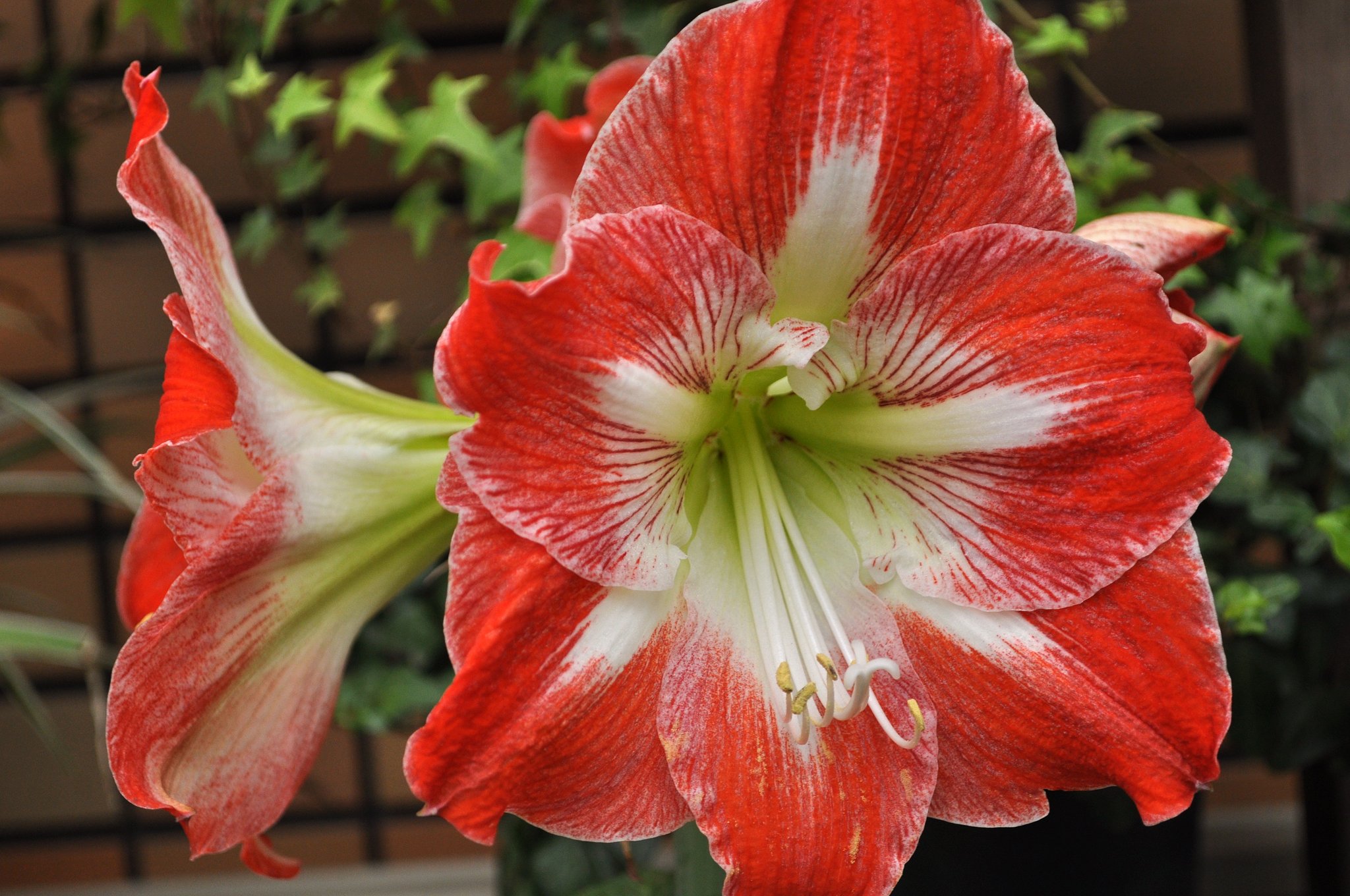 ハイ　ハイビスカス