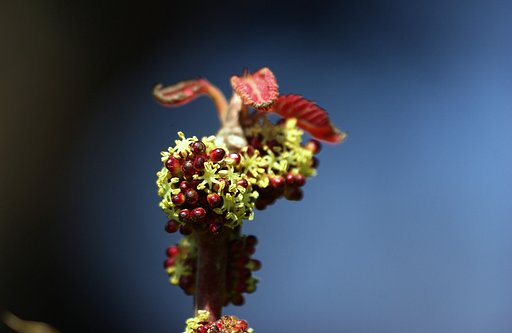 オオバベニガシワ雄花