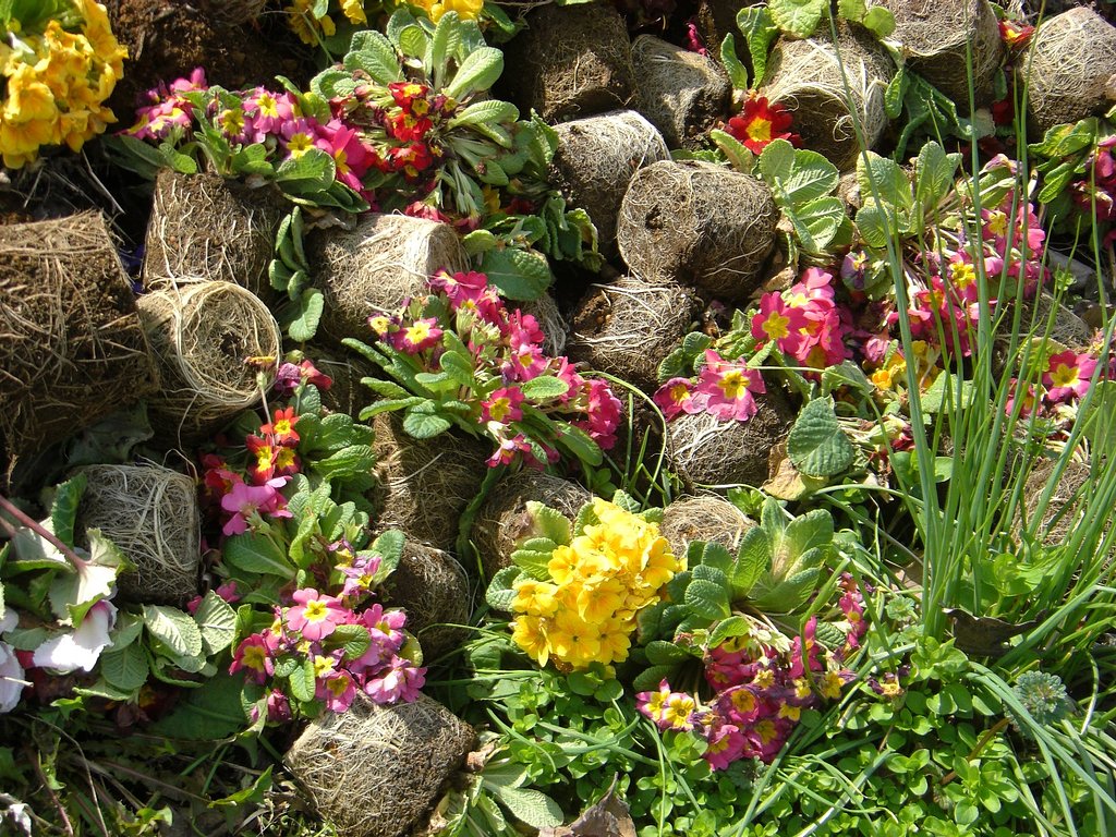 花の墓場