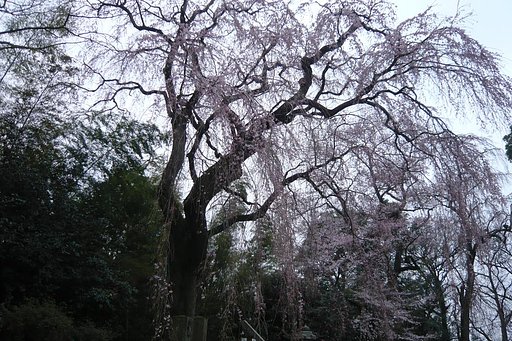 教えてください。