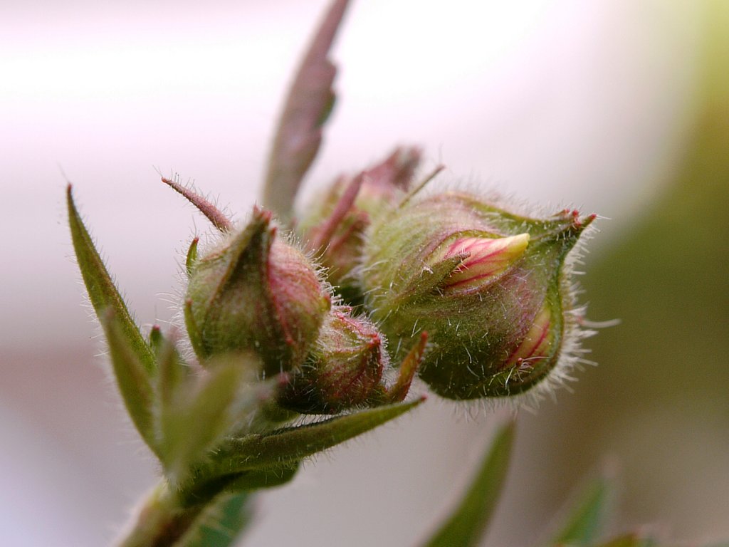 ＴＥＳＴで大根草の蕾（１）