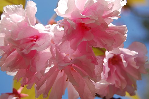 花咲く５月