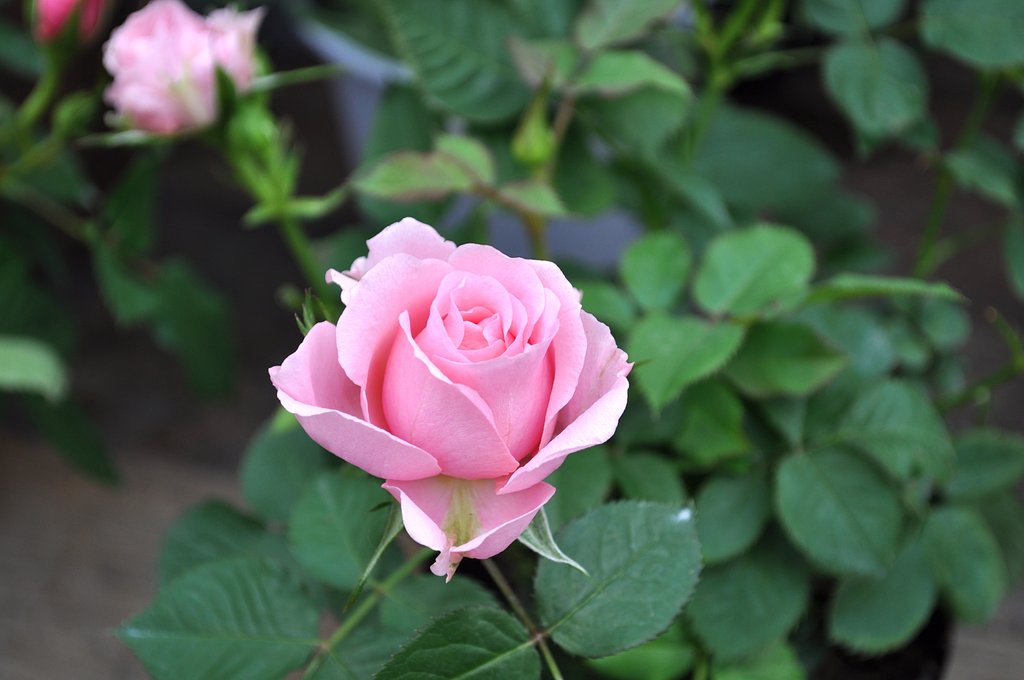 薔薇