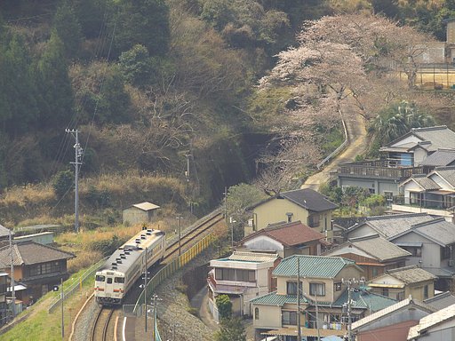 二木島の桜