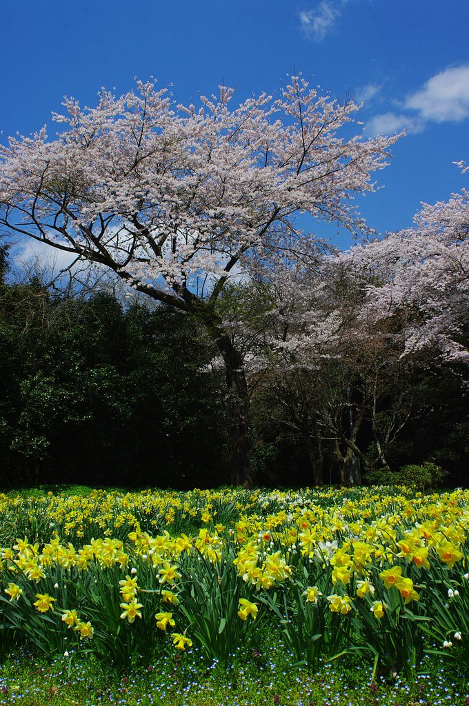 桜とすいせん