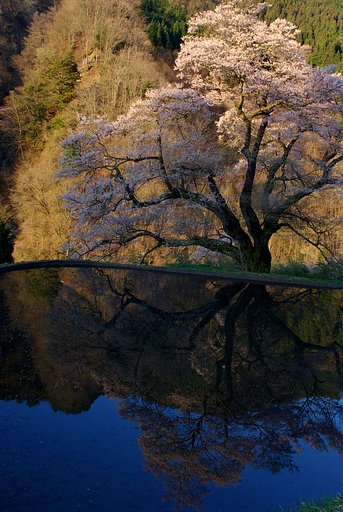 K10最期の【桜】