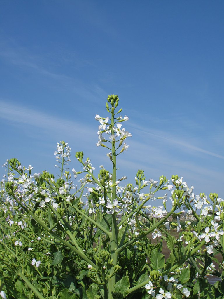 大根の花