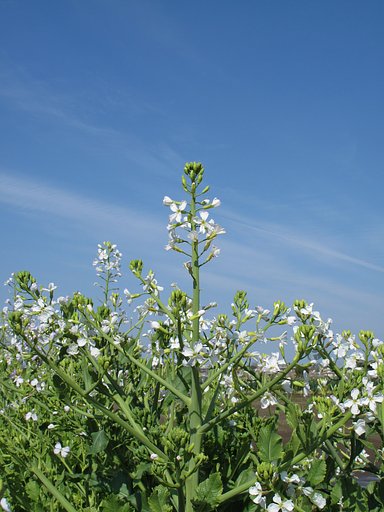 大根の花
