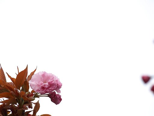 八重桜が咲きだしてきました。