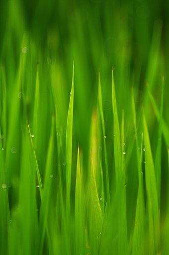 【緑】田に訪れた朝の露２