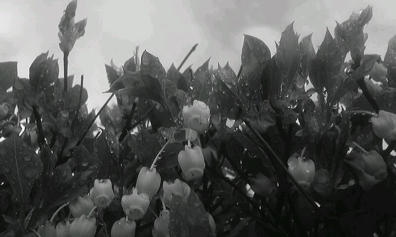 久しぶりの携帯で。