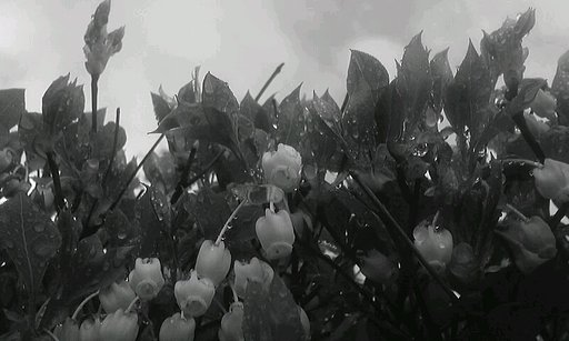 久しぶりの携帯で。