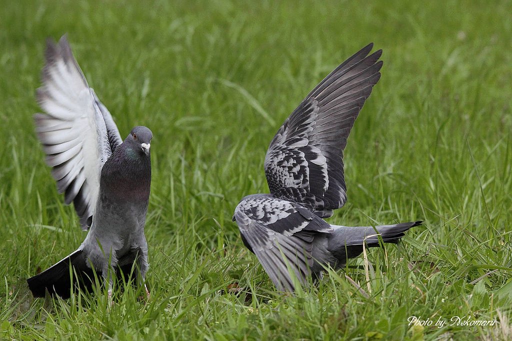 鳩の喧嘩