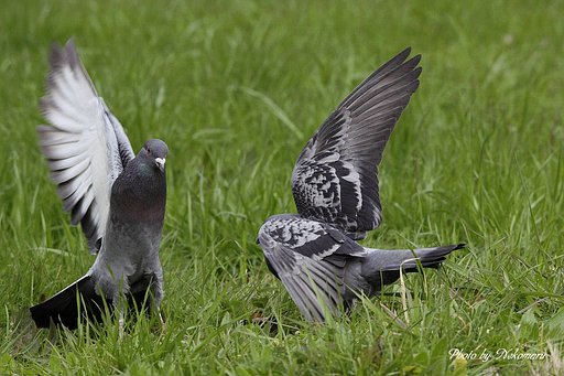 鳩の喧嘩