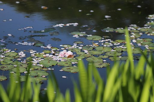 水に咲く桜