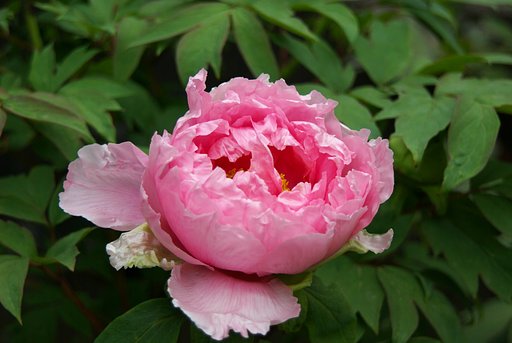 ボタンが開花し始めました。