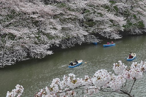 【桜】千鳥が淵の桜
