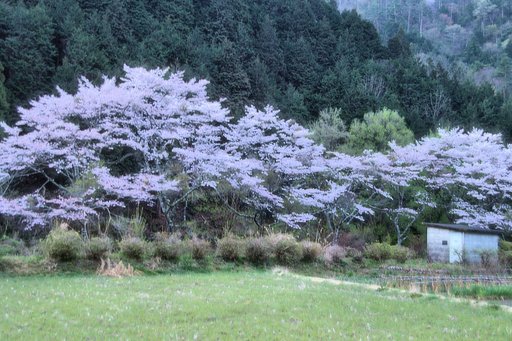 霞【桜】