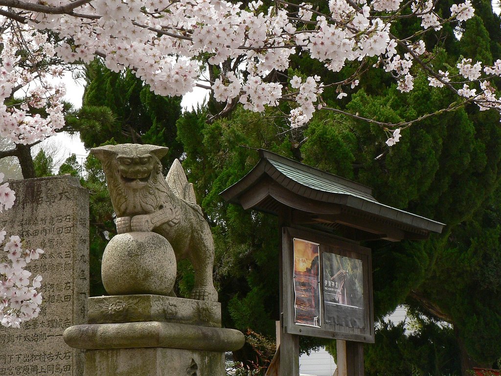 サクラと狛犬