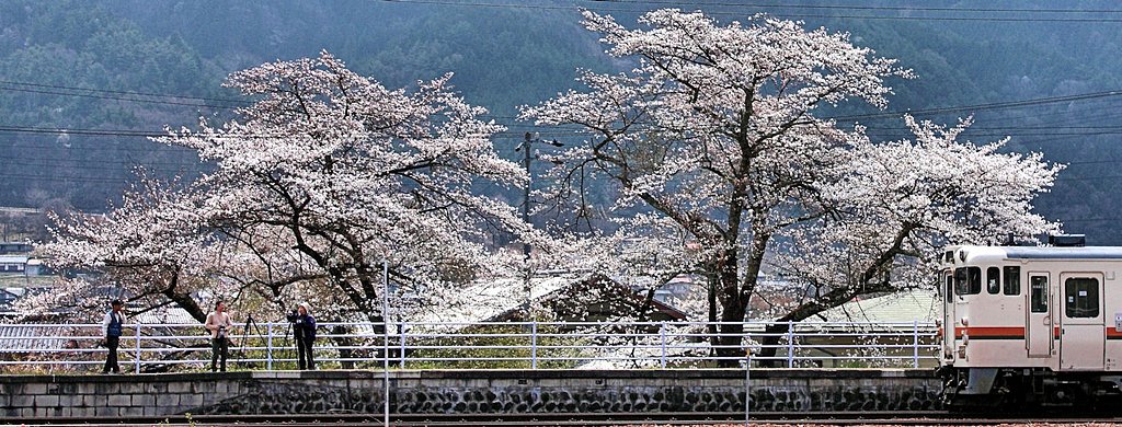 【桜】満開駅