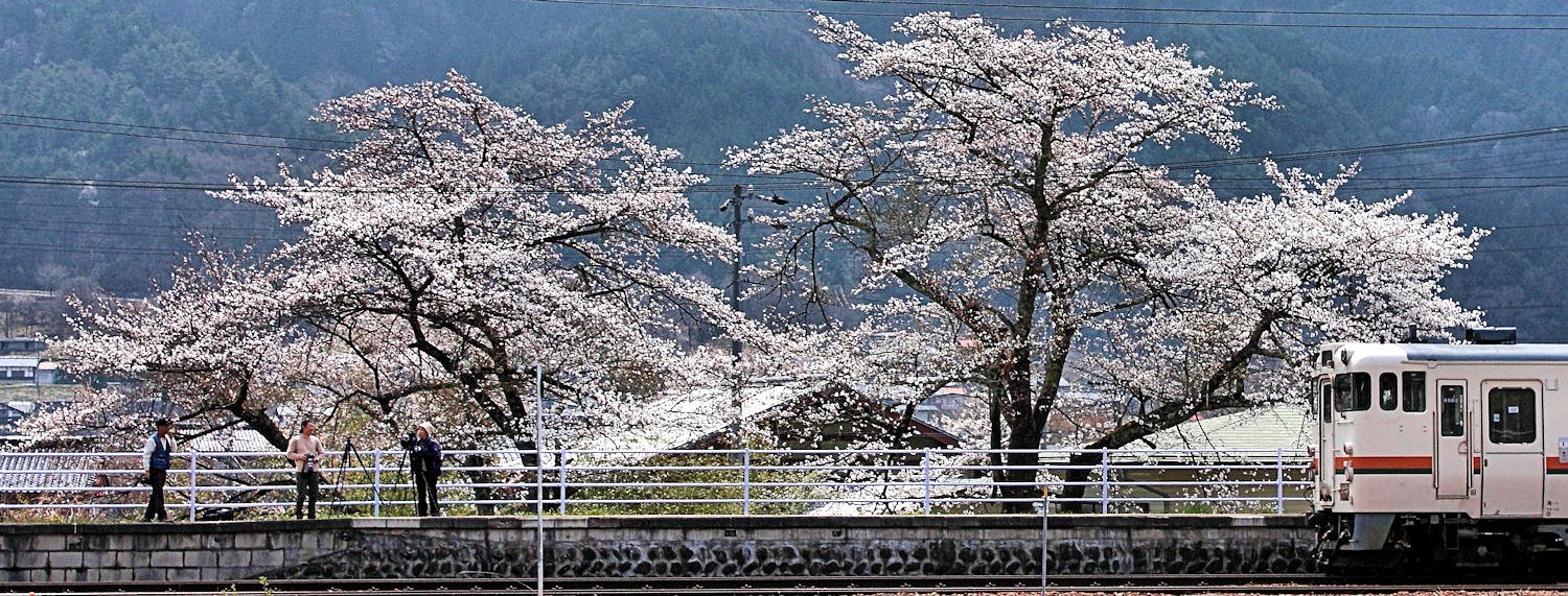 【桜】満開駅