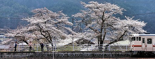 【桜】満開駅