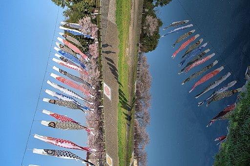 まだ主役は【桜】なんだけど
