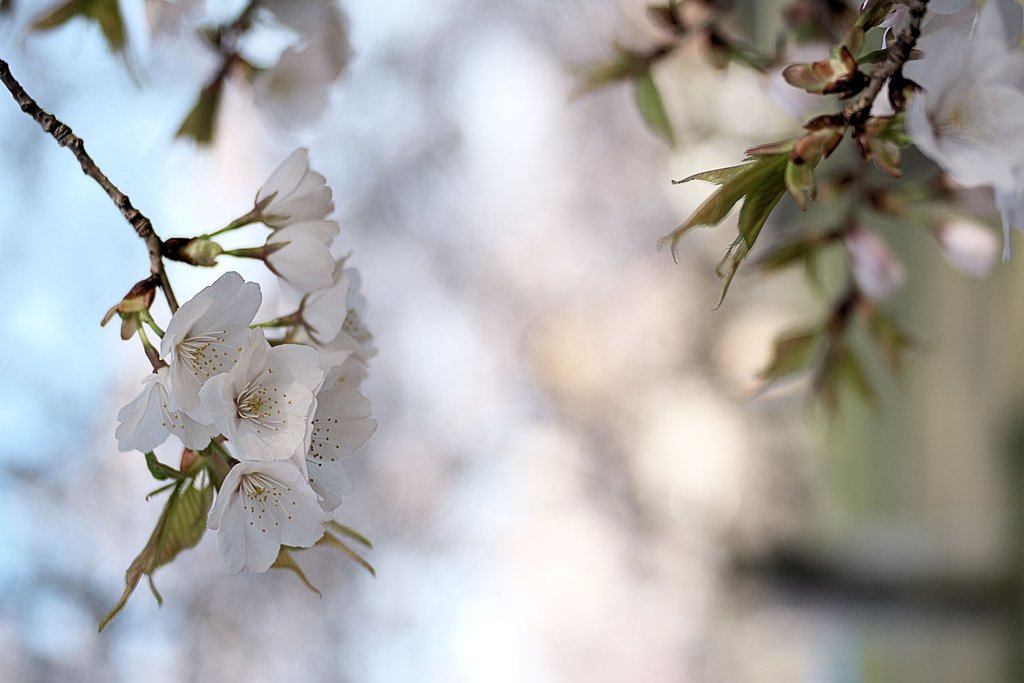 【桜】撮ってみました。