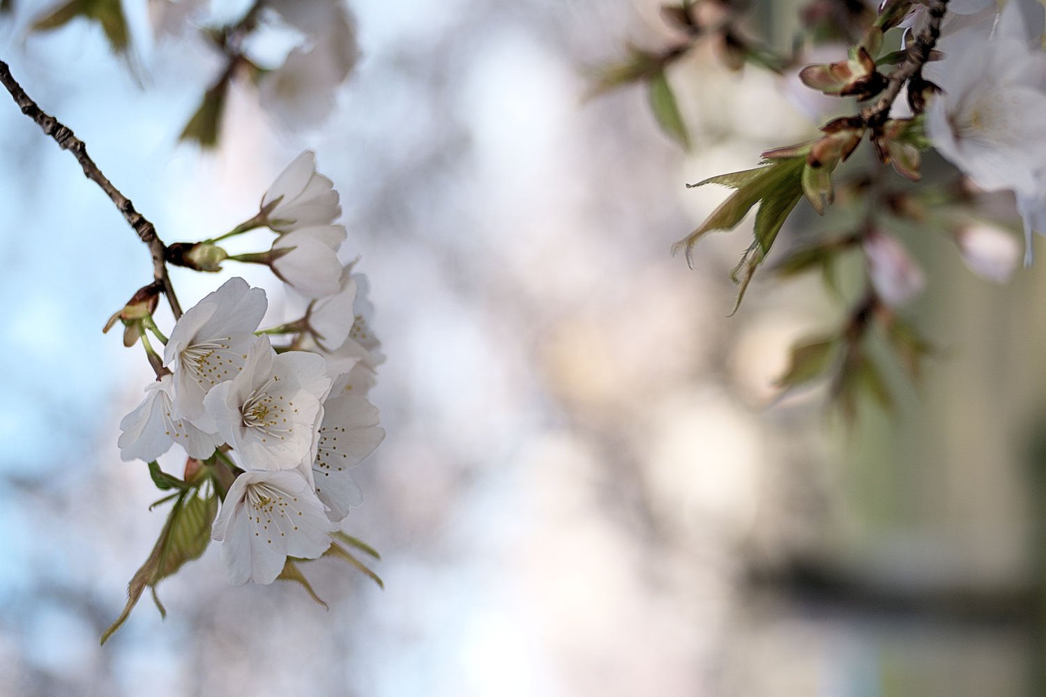 【桜】撮ってみました。