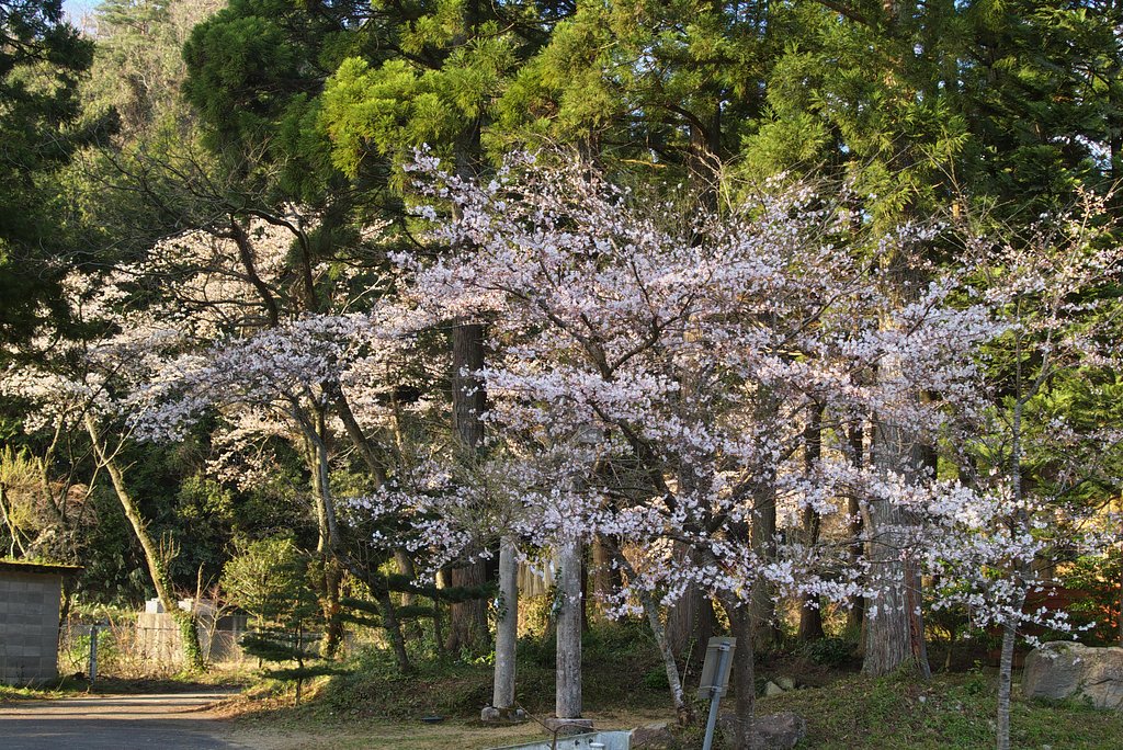【桜】岡森神社