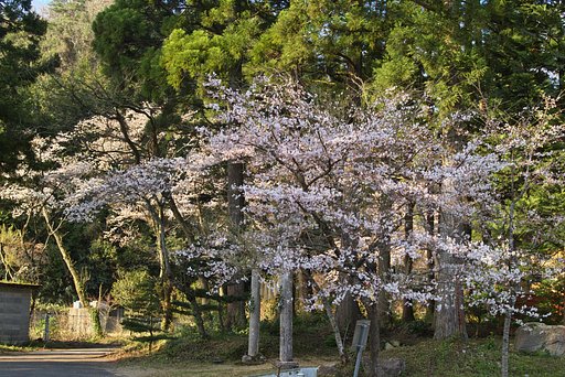 【桜】岡森神社