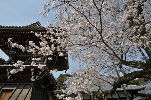山寺の桜