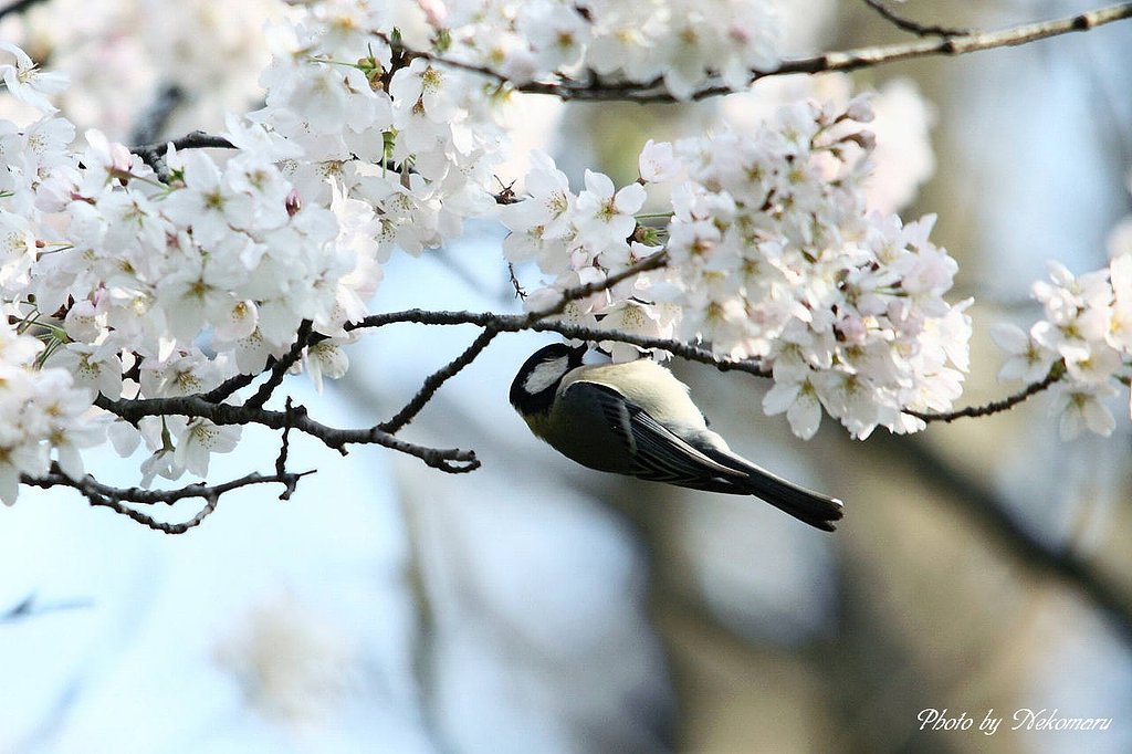 満開の桜と四十雀