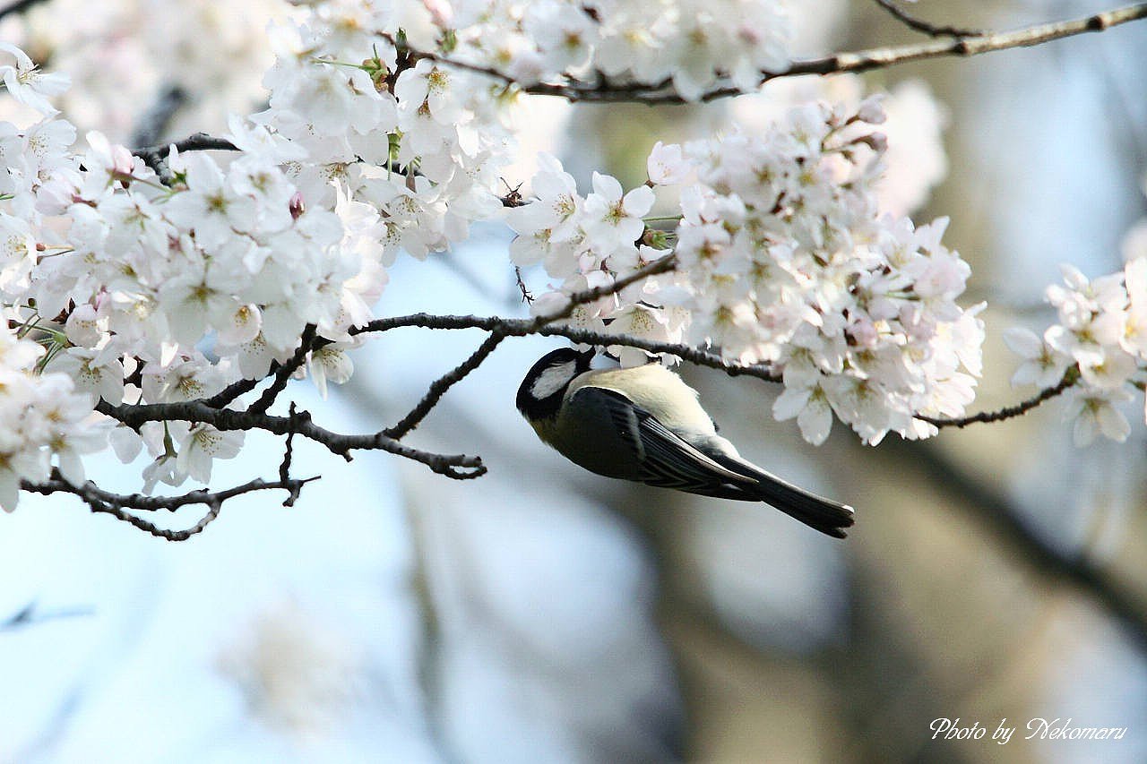 満開の桜と四十雀