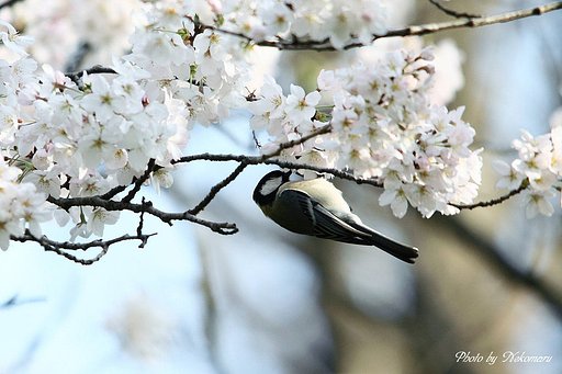 満開の桜と四十雀