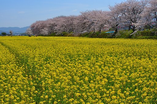 めっけもの！