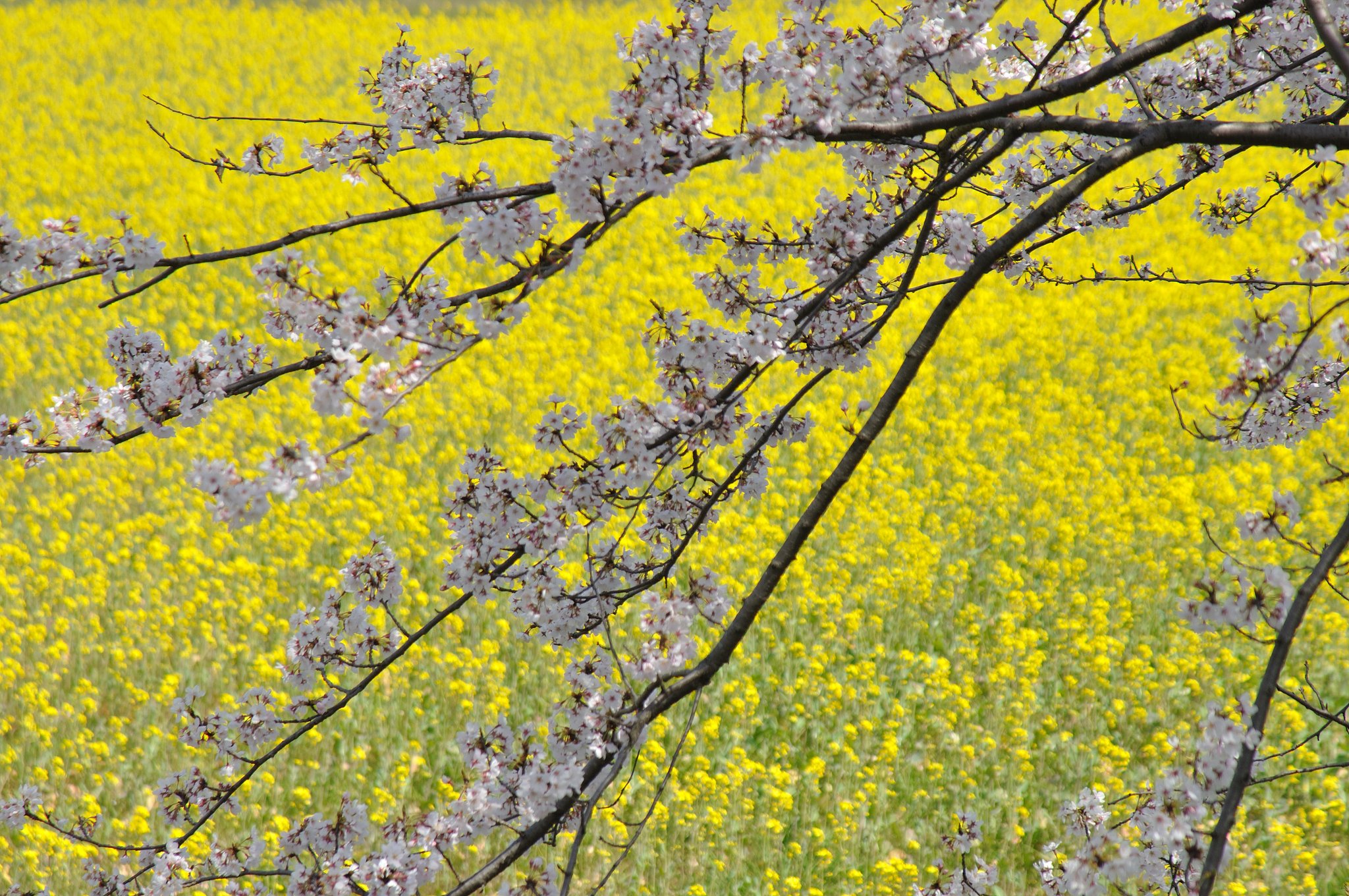 黄色に浮かぶ桜
