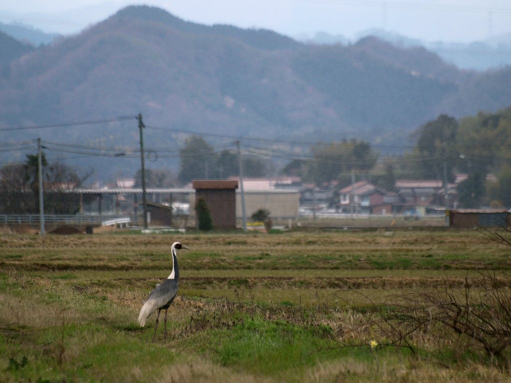 マナズルー１