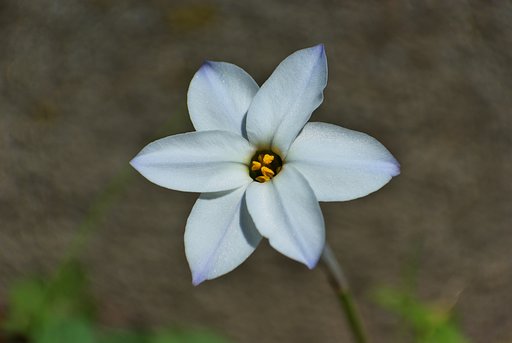 ハナニラの蕊を狙いました。