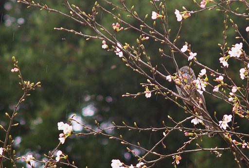 【桜】高いところから失礼します。
