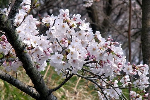 満開