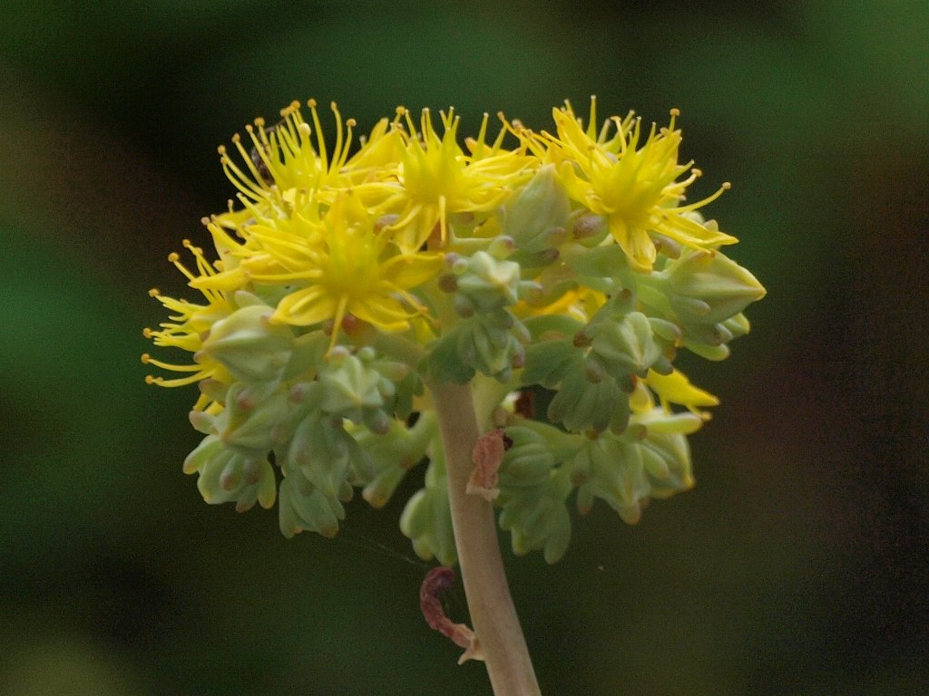 多肉植物の花