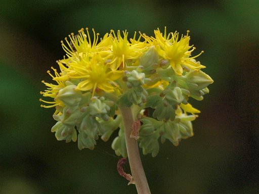 多肉植物の花