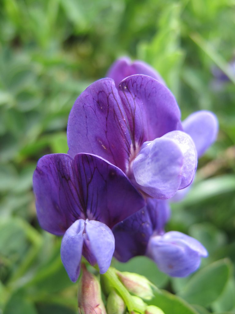 浜辺に咲く花
