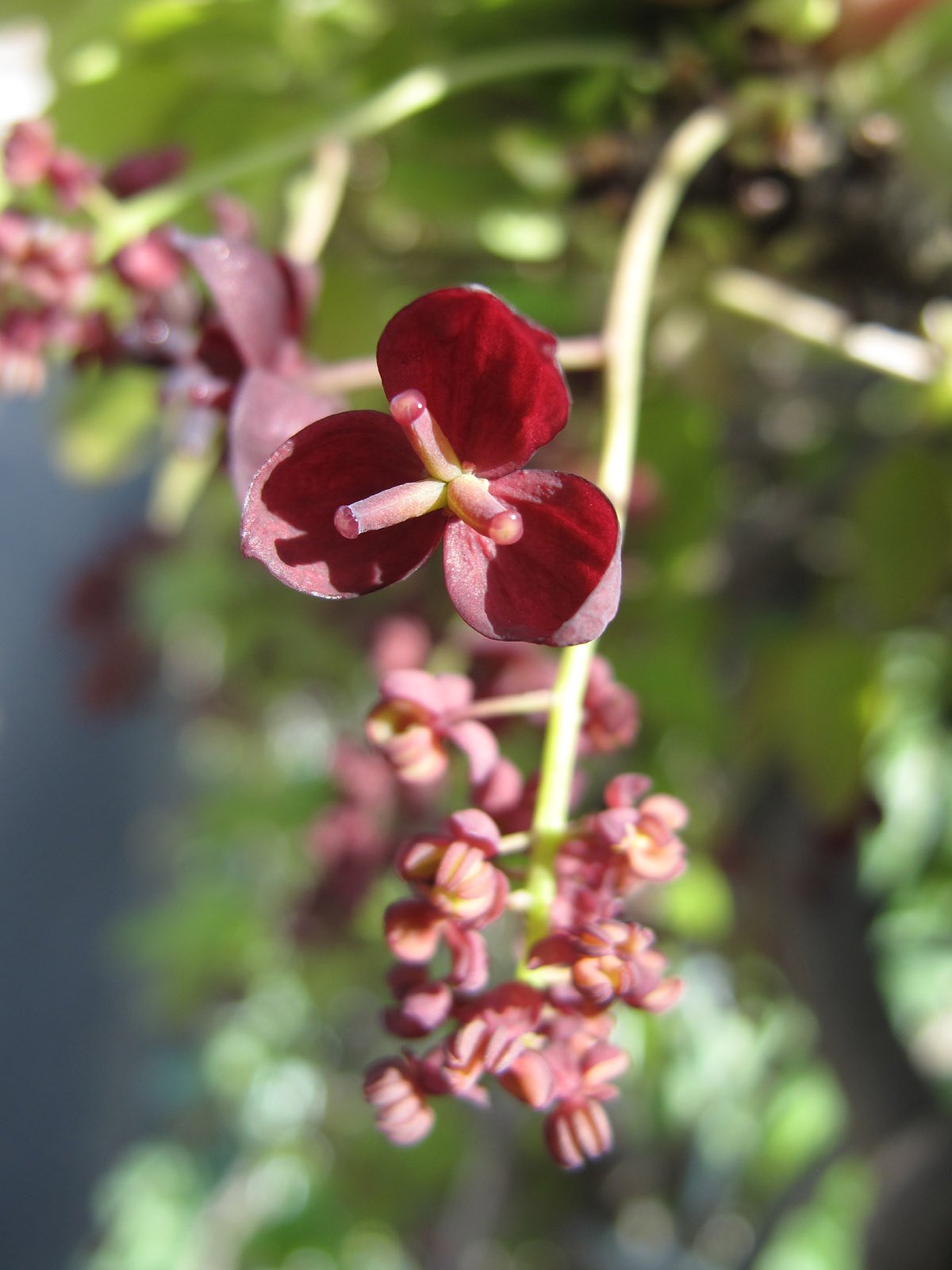 アケビの花