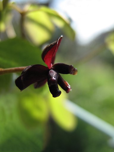 アケビの花