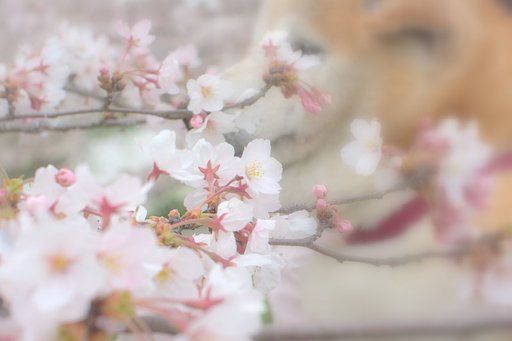 【桜】しばざくら