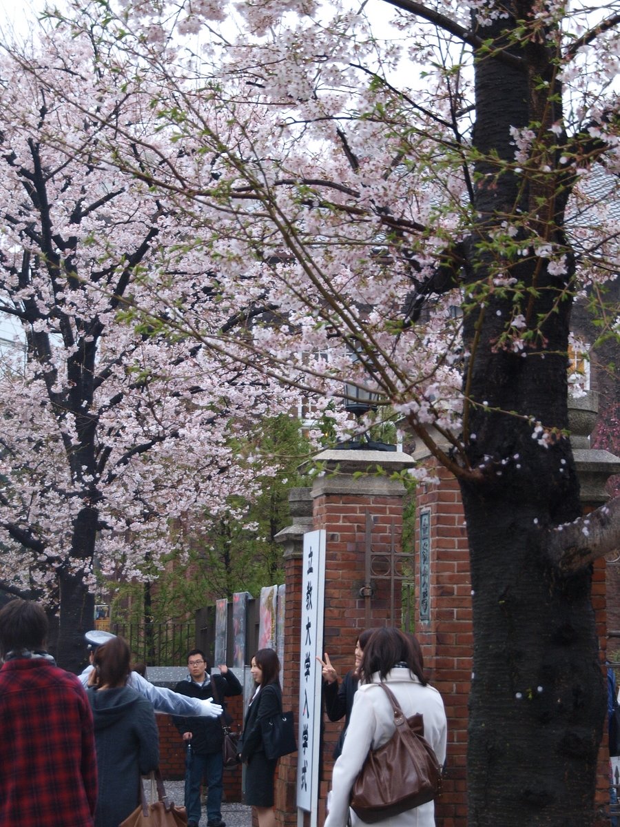 【桜】入学式２