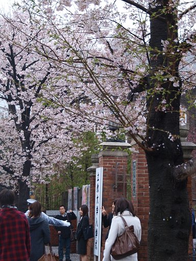 【桜】入学式２
